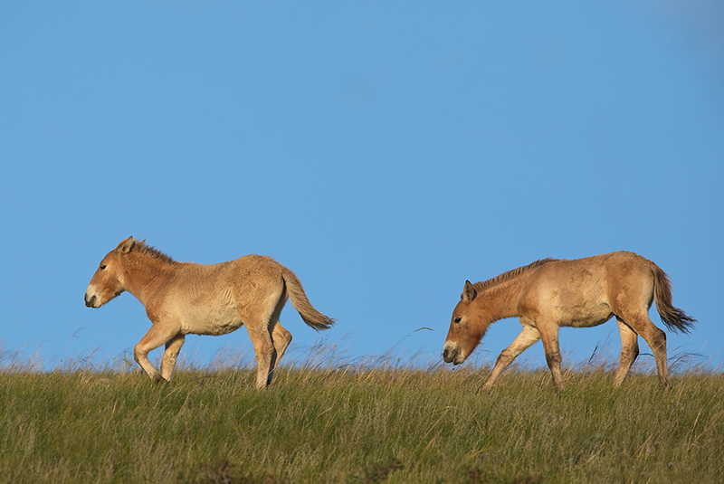 mongolia_wildhorse_foals