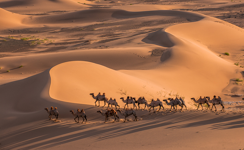 Camel caravaning Gobi Desert