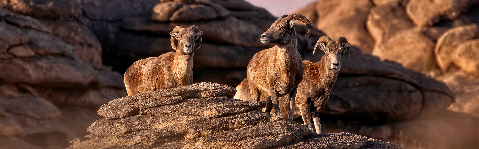 Baga_gazriin_chuluu_argali_sheep