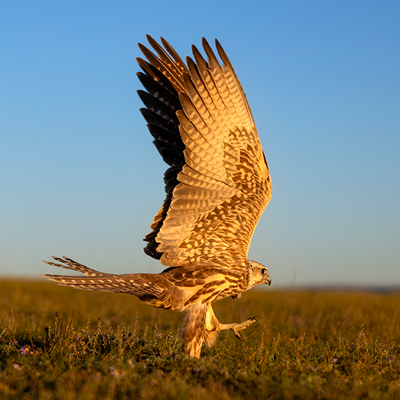 Fauna of mongolia