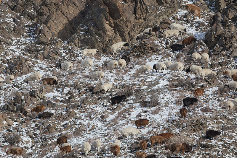 sheep in mongolia