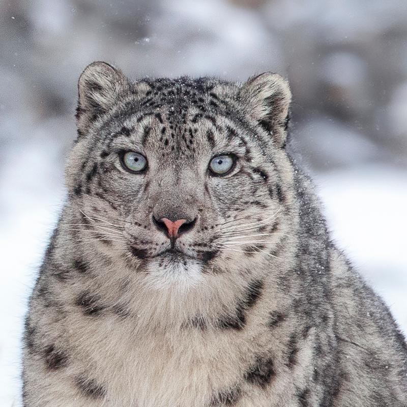 Snow-Leopard-Photo-Tour-To-Mongolia-with-Batzaya-choijiljav