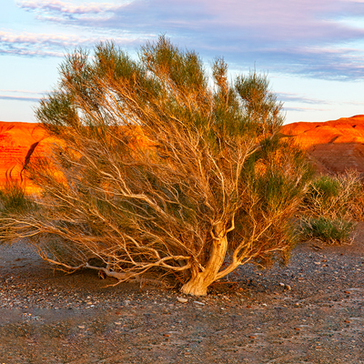 Flora of Mongolia