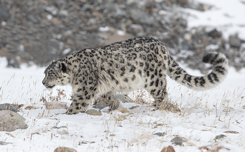 photo of snow leopard by batzaya choijiljav
