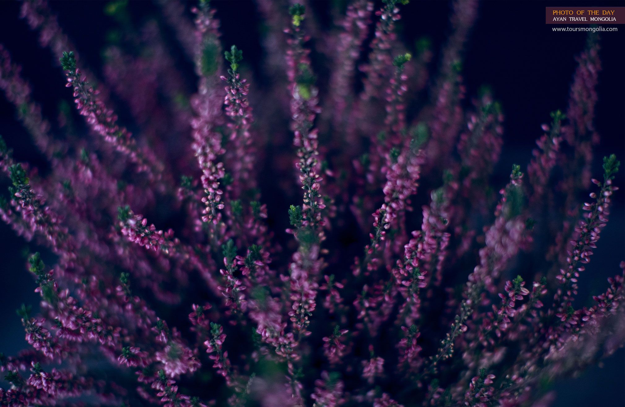 Nature_photo_mongolia-small