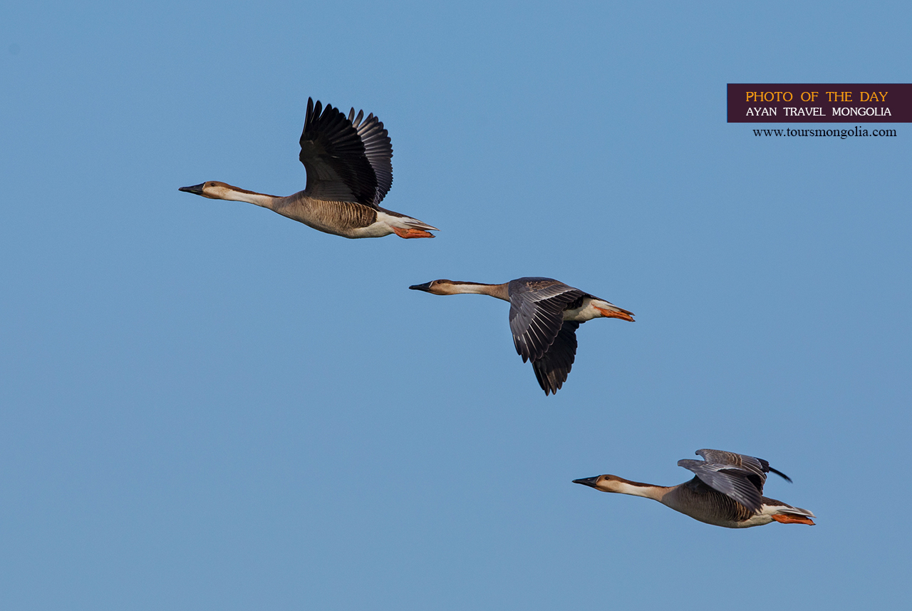 Photo-of-the-day-mongolia-Swan-Goose
