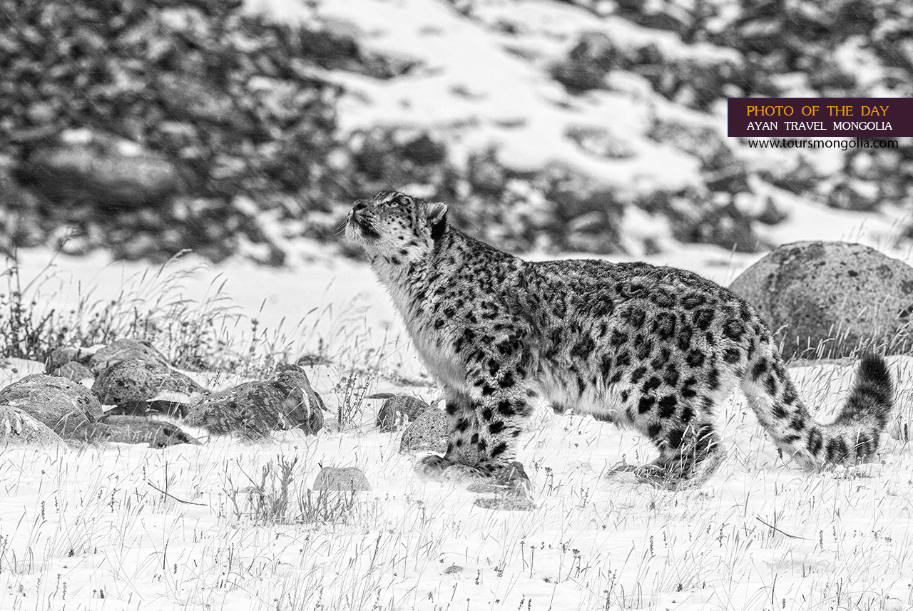Snow-Leopard-Mongolia-by-Batzaya-Photography