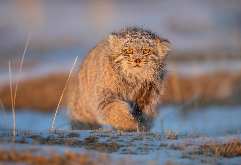 Pallas's cat Mongolia Photography Tour