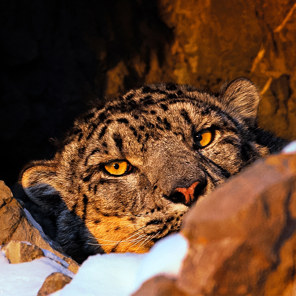 Snow_leopard_expedition_mongolia