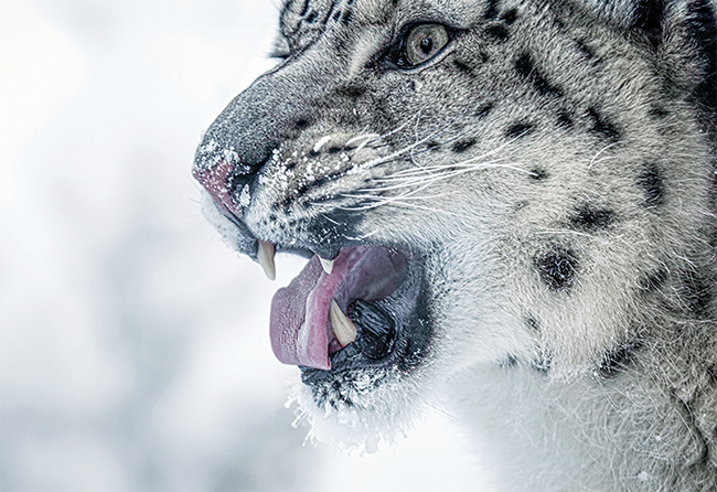 Snow Leopard Mongolia