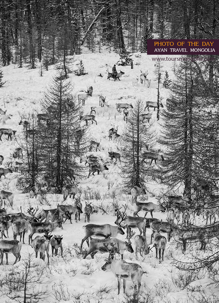 Tsaatan-the-reindeer-herder-in-mongolia-photo