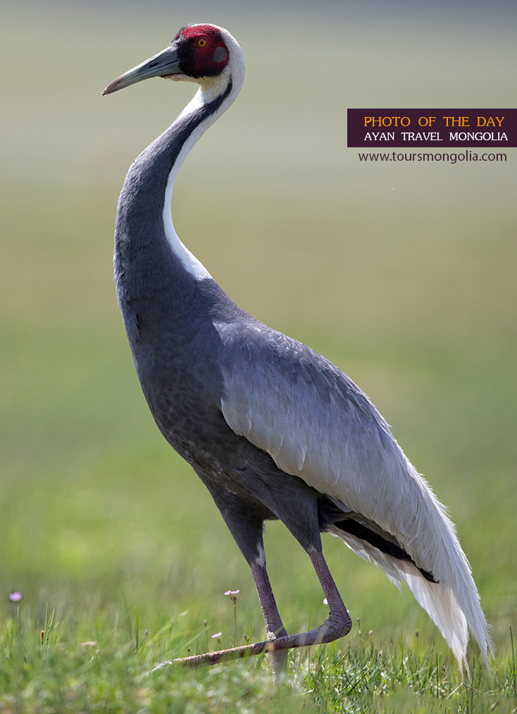 White-naped-crane-photo-mongolia