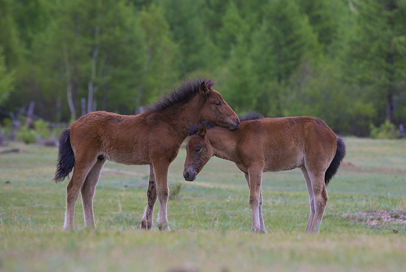 mongolia-baby_foals