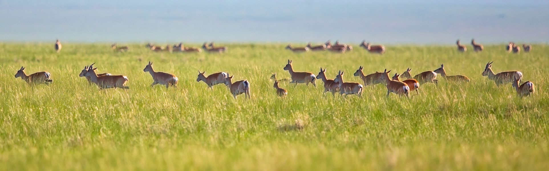 eastern_mongolia_steppe-gazelle