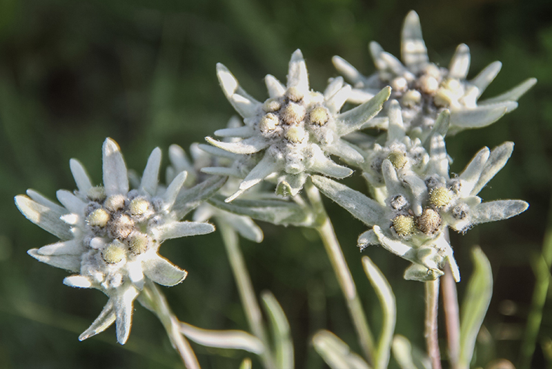 edelwiess in mongolia