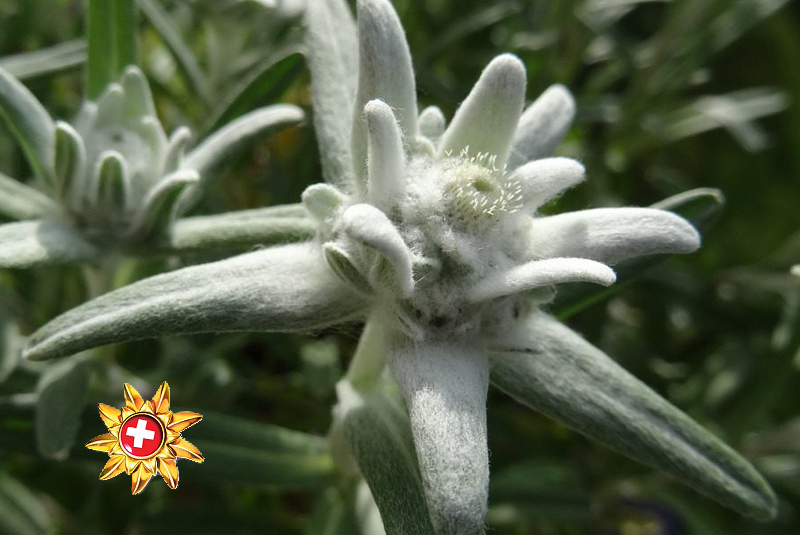 edelwiess switzerland