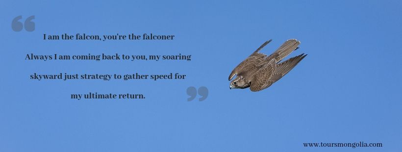 falconry mongolia