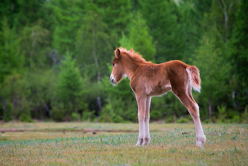 mongolia_horse_photos