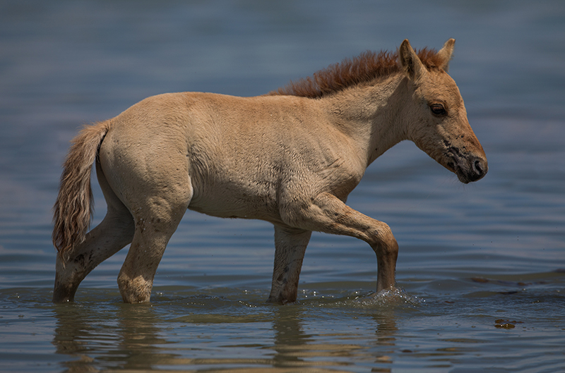 mongolian_horse_culture