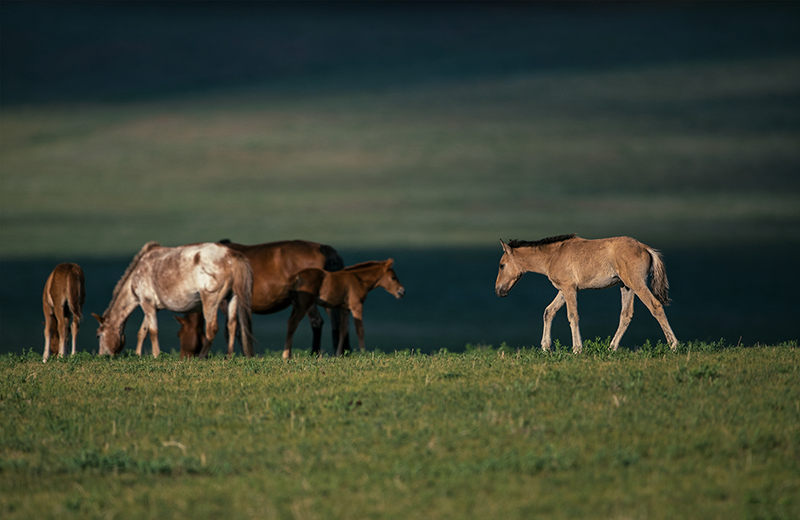 mongolian_foal_photos
