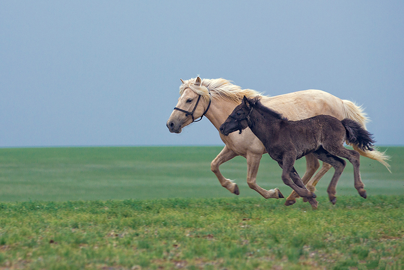 mongolia_horse_photo_tours
