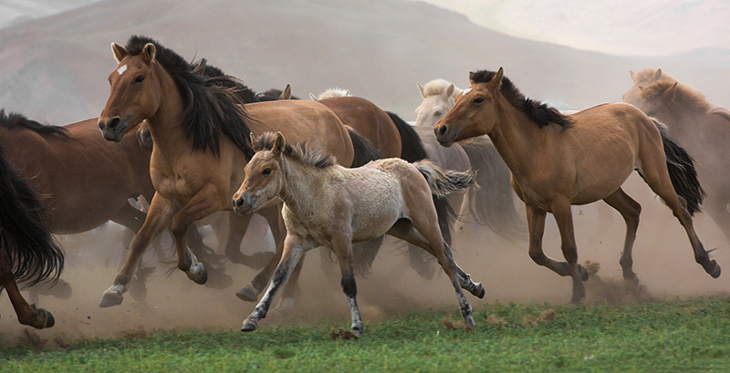 mongolian_foals_photos
