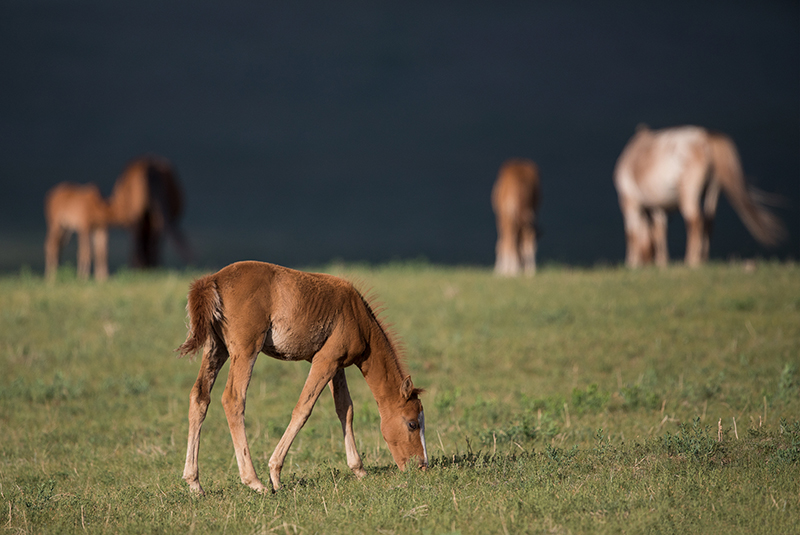 mongolia_photo_tours