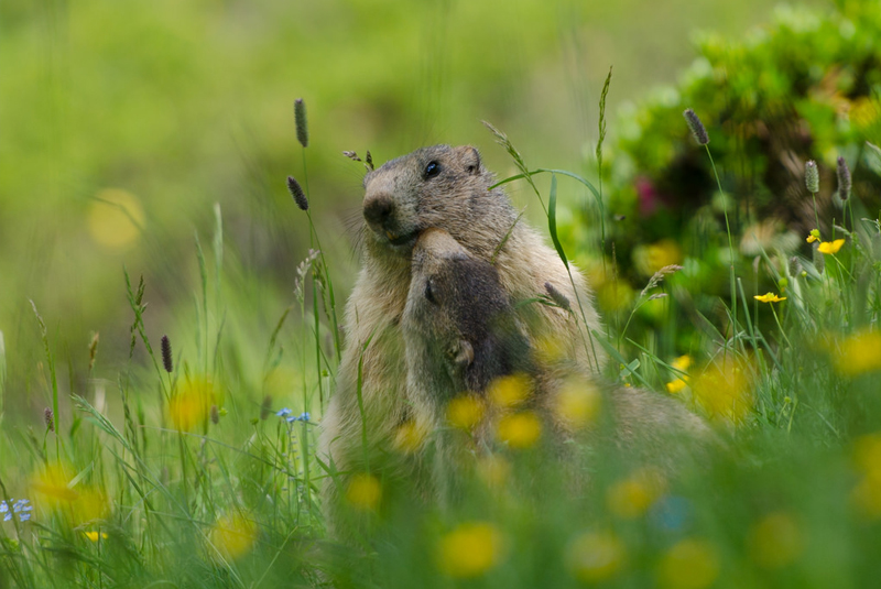 marmot in Switzerland and Mongolia