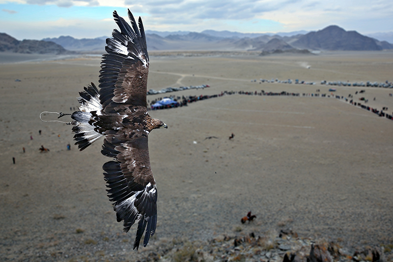 golden_eagle_hunting
