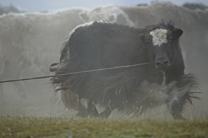 yak lassoing events mongolia