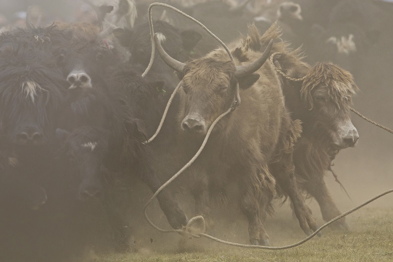 yak lassoing mongolia