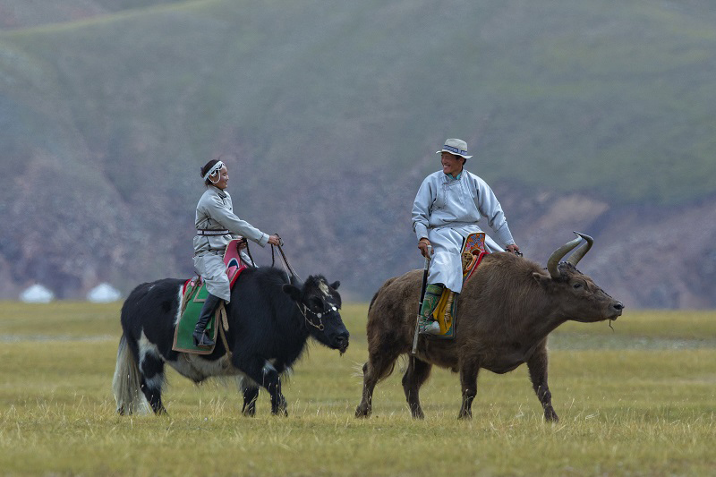 yak riding in mongolia