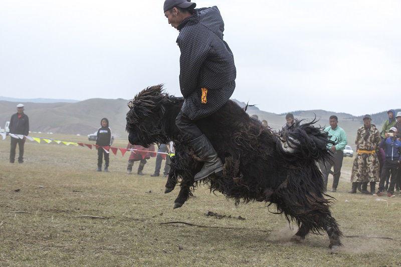 mongolia yak taming 