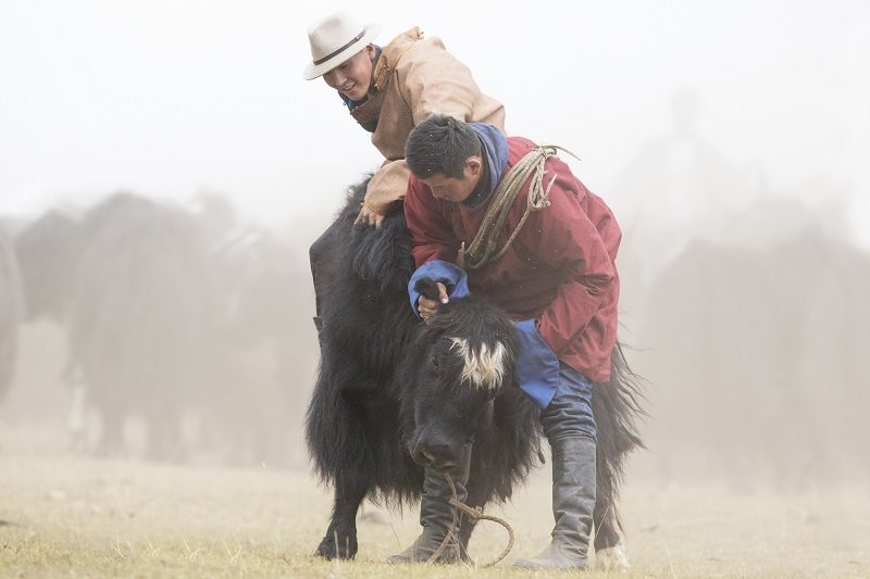 yak riding mongolia
